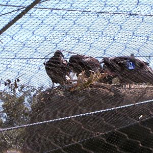 California Condors - California Trails