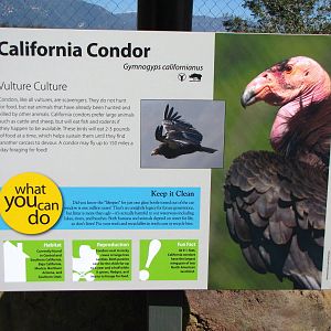 California Condor Signage