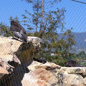 California Condor - California Trails