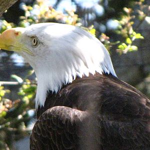 Bald Eagle - California Trails