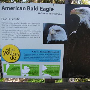 Bald Eagle Signage