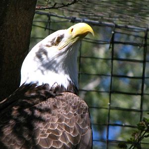 Bald Eagle - California trails