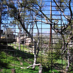 Bald Eagle Aviary - California Trails