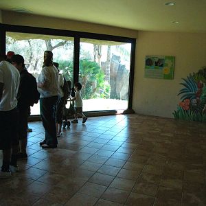 Western Lowland Gorilla Indoor Viewing Area