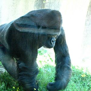 Western Lowland Gorilla