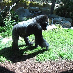 Western Lowland Gorilla