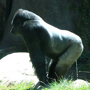 Western Lowland Gorilla