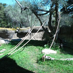Western Lowland Gorilla Habitat