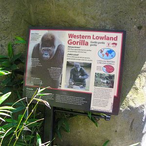 Western Lowland Gorilla Signage