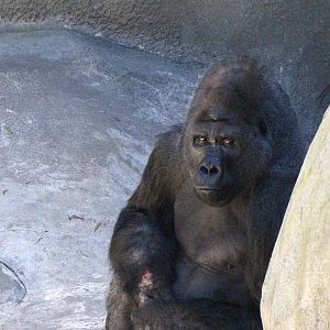 Western Lowland Gorilla Showing Wound On Right Wrist