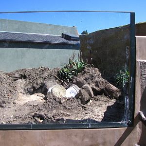 Meerkat Exhibit Under Renovation