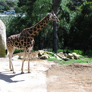 Baringo Giraffe - African Savanna