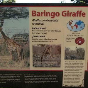 Baringo Giraffe Signage