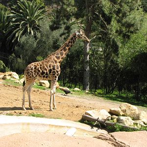 Baringo Giraffe and African Ground Hornbill
