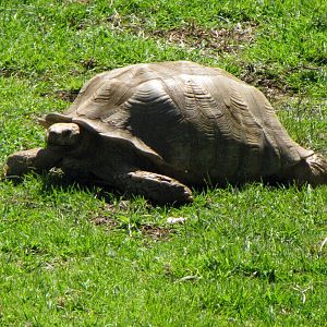 African Spurred Tortoise