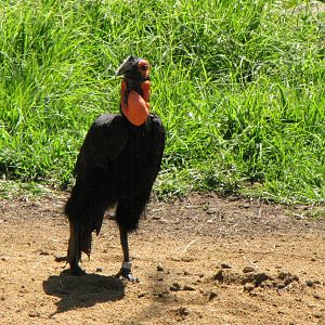 African Ground Hornbill