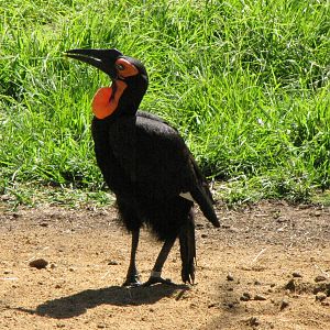 African Ground Hornbill