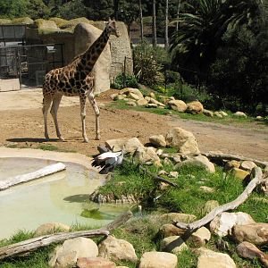 Baringo Giraffe and East African Crowned Crane
