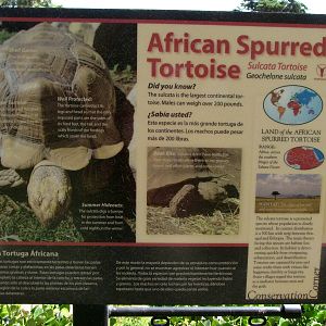 African Spurred Tortoise Signage