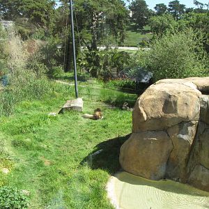 African Lion Exhibit