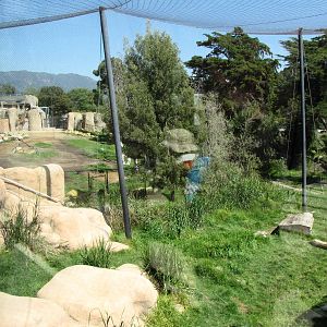 African Lion Exhibit Adjoining African Savanna
