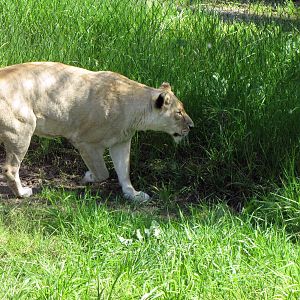 African Lioness Eyeing Zoo Staff Nearby