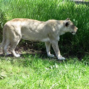 African Lioness Eyeing Zoo Staff Nearby