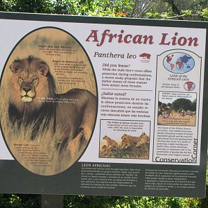 African Lion Signage