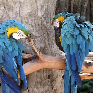 Blue-and-Gold Macaws