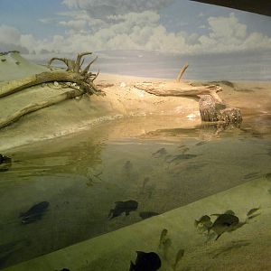 Pier 3: Maryland: Mountains to the Sea