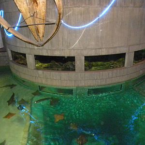Pier 3: Wings in the Water