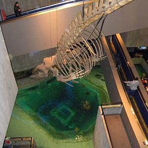 Pier 3: Wings in the Water