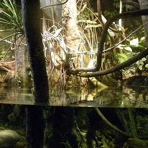 Pier 3: Amazon River Forest