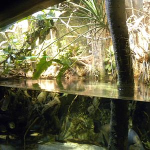 Pier 3: Amazon River Forest