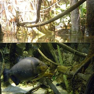 Pier 3: Amazon River Forest