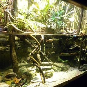 Pier 3: Amazon River Forest