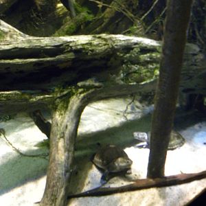 Pier 3: Amazon River Forest