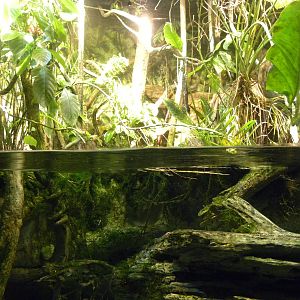 Pier 3: Amazon River Forest