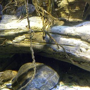 Pier 3: Amazon River Forest