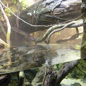 Pier 3: Amazon River Forest