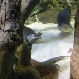 Pier 3: Amazon River Forest