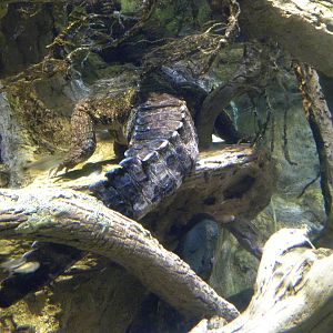 Pier 3: Amazon River Forest