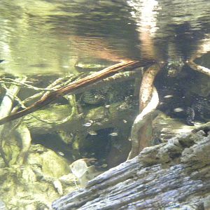 Pier 3: Amazon River Forest