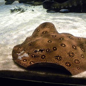 Pier 3: Amazon River Forest