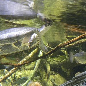 Pier 3: Amazon River Forest