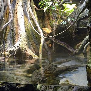 Pier 3: Amazon River Forest