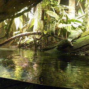 Pier 3: Amazon River Forest