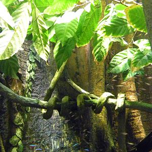 Pier 3: Amazon River Forest