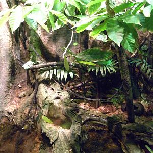 Pier 3: Amazon River Forest