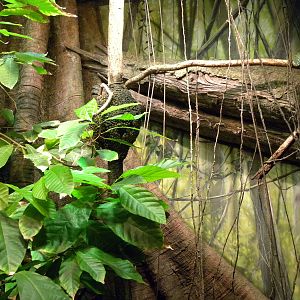 Pier 3: Amazon River Forest